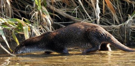 Nutria en el río Besòs de Sant Adrià, en el Barcelonès