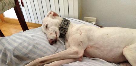 Los galgos son mascotas muy tranquilas