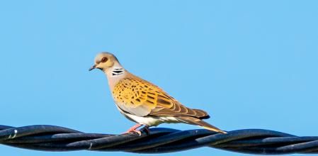 Tórtola europea, también conocida como tórtola euroasiática en Vic.
