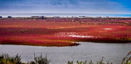 Marismas del delta del Llobregat en otoño