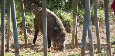 Cómo actuar si te atacan alguno de estos animales en el campo