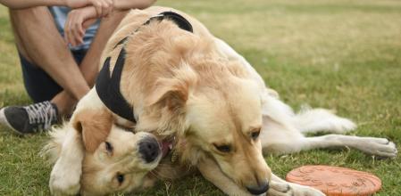 Los perros juegan más entre ellos si su dueño está presente.