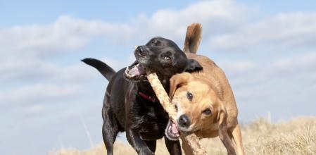La intensidad del juego también crece si los dueños prestan atención a los perros.
