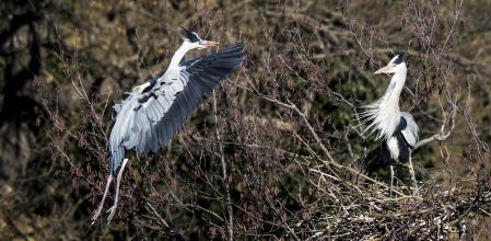 Dos ejemplares de garza real en Les Masies de Voltregà.