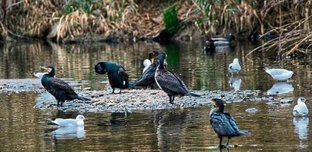 Cormoranes y gaviotas en el río Besòs.