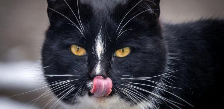 Foto archivo de un gato.