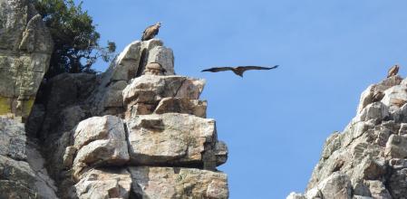 Buitres en el Parque Nacional de Monfragüe.