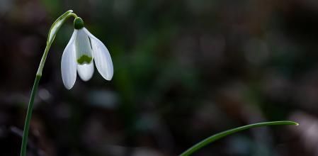 Ejemplar de lirio de nieve.