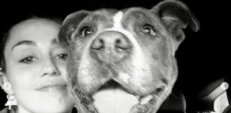 Miley Cyrus presenta a su nuevo pitbull