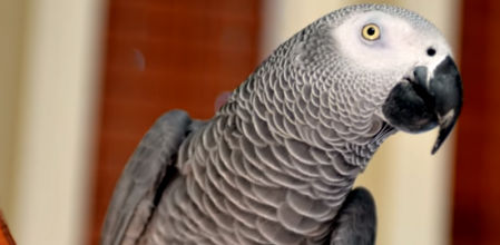 Nigel estuvo cuatro años de erasmus