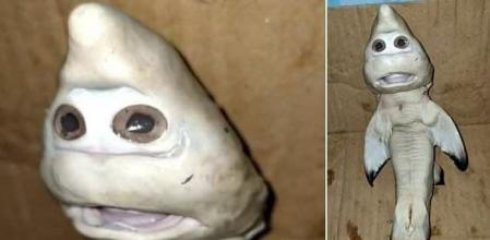 El animal tiene dos enormes ojos sobre la boca