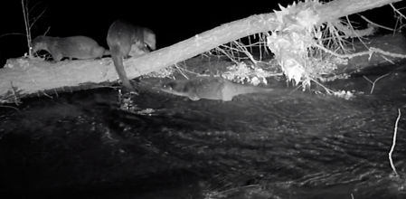 Captura de la grabación de nutrias en la cuenca del Tordera