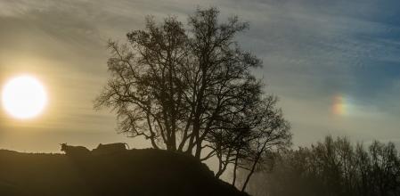 Iridiscencia en Sant Bartomeu del Grau.