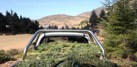 El cannabis fue uno de los opiaciacios que se coló en productos alimentarios 