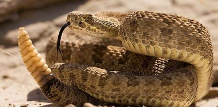 Serpiente de cascabel