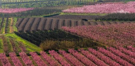 Campos floridos en el Segrià.