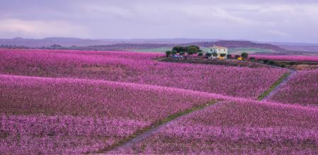 Melocotoneros en Aitona (Lleida)