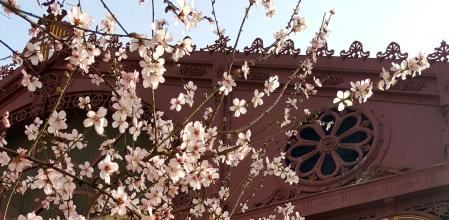Vistas, tras las flores de un almendro, del Mercat de Sant Antoni.