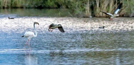 Aiguamolls de l'Empordà.
