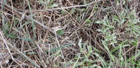 Reto visual: ¿Puedes ver al milpiés? ¿Y al saltamontes?