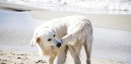 Dog biting his tail on a summer Baltic seashore.