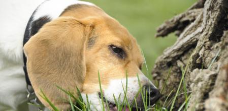 A Beagle dog chews on the green grass at the base of a tree.