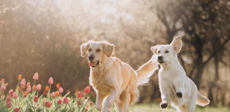 Two Golden retriever dogs running after each other in spring