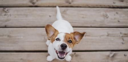 top view of cute small jack russell terrier dog sitting on a wood bridge outdoors and looking at the camera. Pets outdoors and lifestyle (top view of cute small jack russell terrier dog sitting on a wood bridge outdoors and looking at the camera. Pets