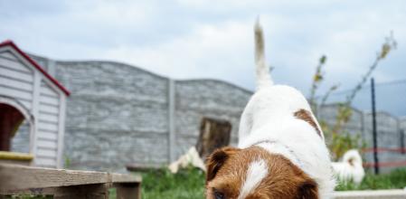 Portrait of a jack russell terrier dog eating meat in a spring garden full of sunshine.
