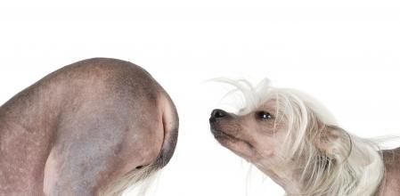chinese crested dog Hairless dog in front of a white background