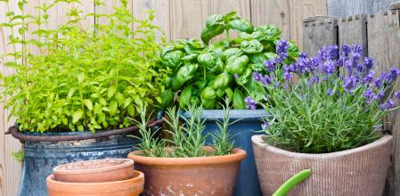 Urban gardening, fresh herbs in clay pots