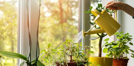 hand with water can watering indoor plants on windowsill