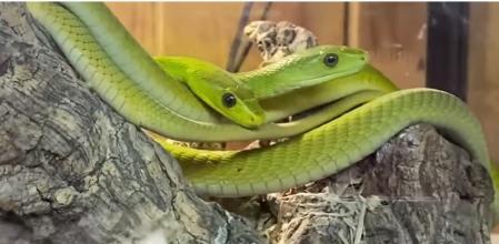 Ejemplares de mamba verda oriental ('Dendroaspis angusticeps') encontrados en el domicilio de la persona investigada