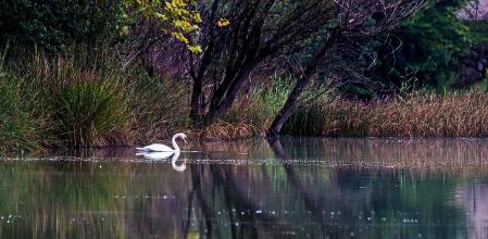 El lago del cisne de Graugés.