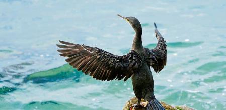 Cormorán secándose las alas en Sant Pol de Mar.