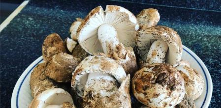 El hombre era aficionado a la micología.