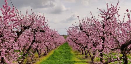 La floración de los árboles en Aitona.