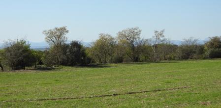 Reto visual del conejo.