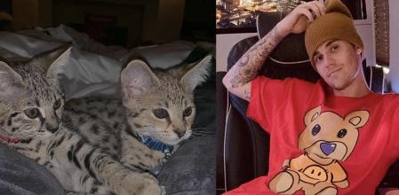 Justin Bieber y sus gatos