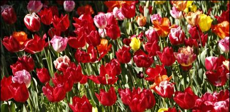 Tulipanes en los jardines de Mossèn Cinto Verdaguer.