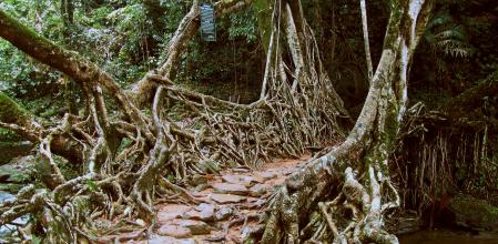Puente de raíz viva en la aldea de Riwai, Meghalaya, India