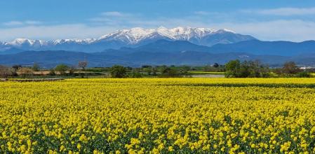 Campo de colza en Borrassà con el Canigó al fondo.