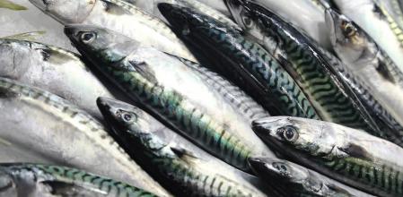 Caballa fresca
