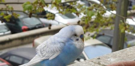 Pericles llegó por sorpresa