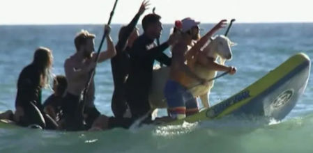 Pismo es una de las cabras que ayudan a los niños a perder el miedo a las olas