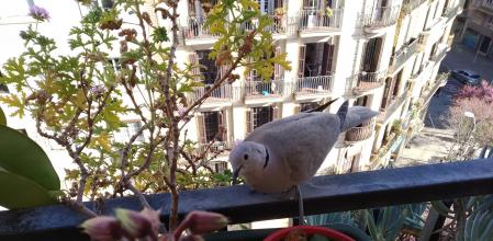 Esta tórtola visita a diario el balcón de la lectora.