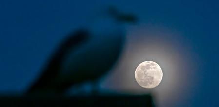 La gaviota y la luna en Vic.