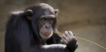 Raven entró en el Libro Guinness de los Récords en 1999.