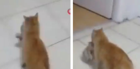 La gata llevó a sus tres crías hasta el centro agarrándolas por el cuello