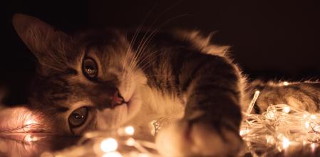 Algunos gatos posan como auténticos modelos